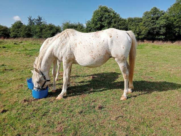 Yegua Caballo de Silla En venta 2014 Appaloosa