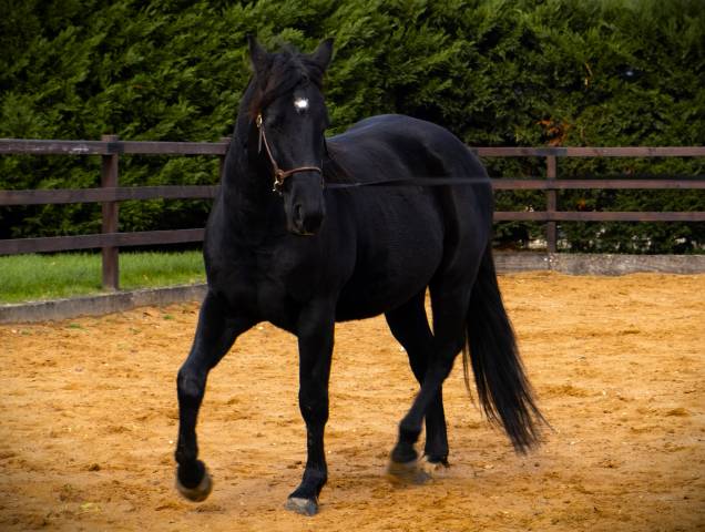 WIMPY’S BLACK SUPERSTAR - Quarter Horse 2019 por Wimpys Okie Pine