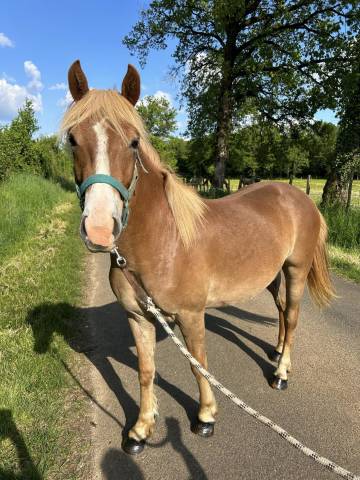 Caballo castrado PFS Poni Françés de Silla En venta 2022 Alazán