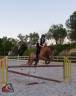 Selle Français - Show Jumping Horse [5 years]